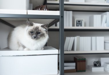 Güzel kedi raflar keşfetmek