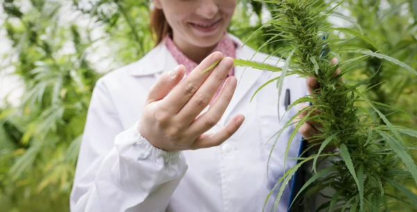 Cientista em um campo de cânhamo verificando plantas — Fotografia de Stock