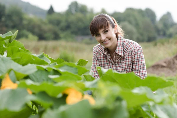 Jardinero posando con plantas de calabacín — Foto de Stock