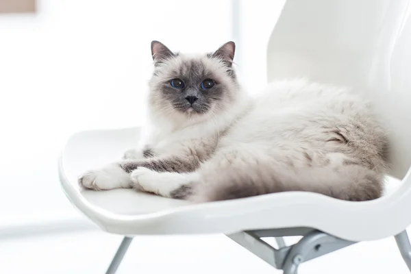 Katze entspannt sich auf dem Stuhl — Stockfoto