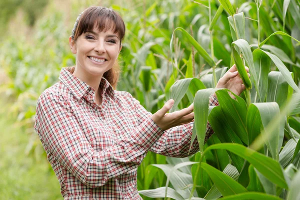 Young farmer checking plants — Stock Photo, Image