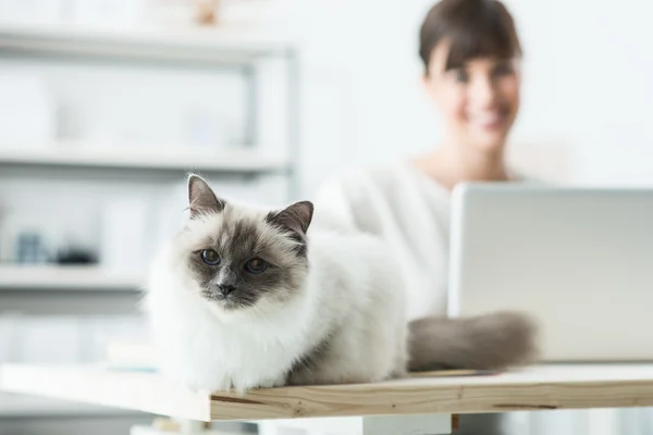 Schöne Katze posiert auf einem Schreibtisch — Stockfoto