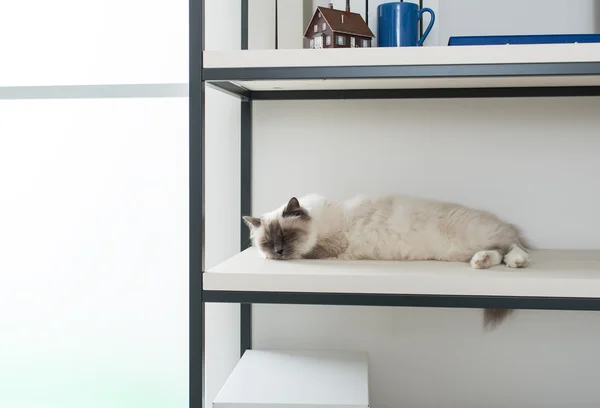 Beautiful cat exploring shelves — Stock Photo, Image