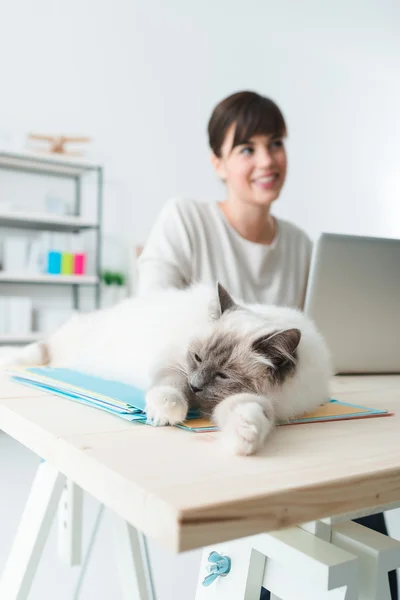 Кошка спит на офисных файлах — стоковое фото