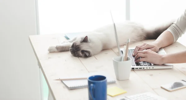 Sömnig katt liggande på en stationär dator — Stockfoto