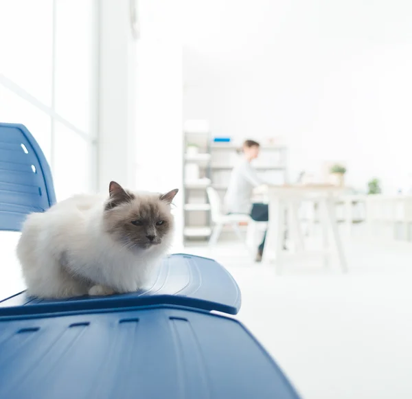 Lovely cat on a chair — Stock Photo, Image