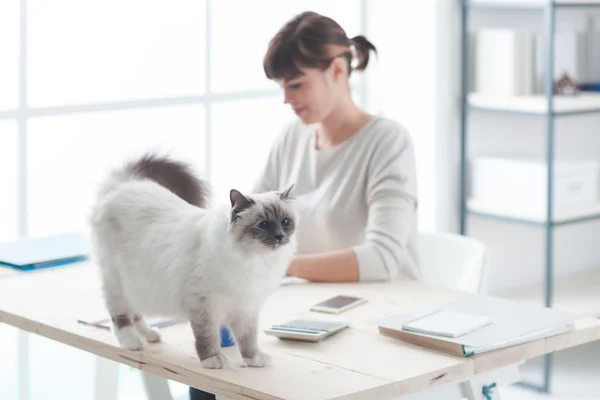 Cat is walking on the desk — Stock Photo, Image