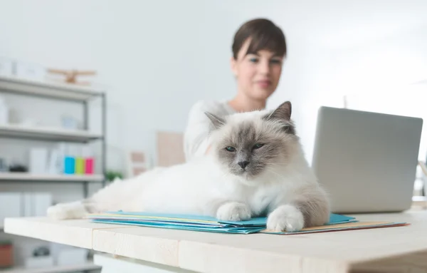 Office dosyaları üzerinde uyuyan kedi — Stok fotoğraf