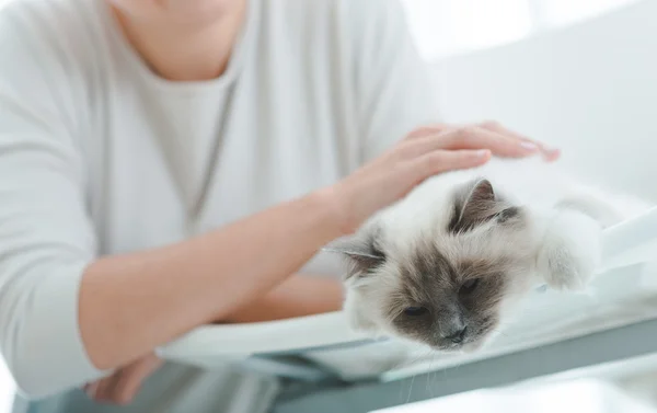 Propietario está acariciando gato — Foto de Stock