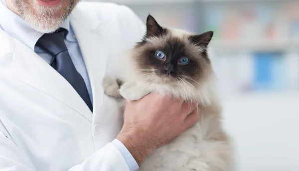 Médico está segurando gato — Fotografia de Stock