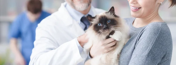Mujer con gato en la clínica veterinaria — Foto de Stock
