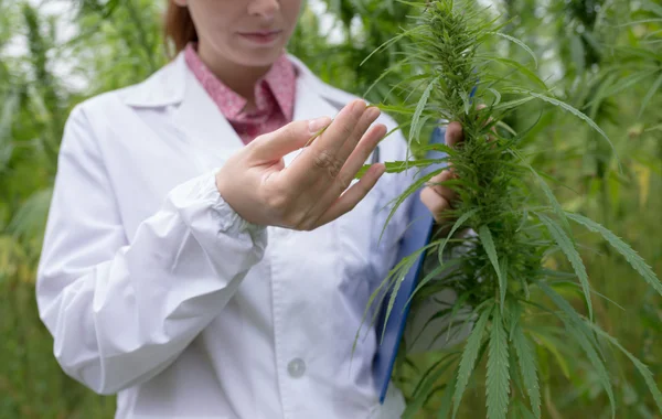 Doctor checking cannabis flowers — Stock Photo, Image