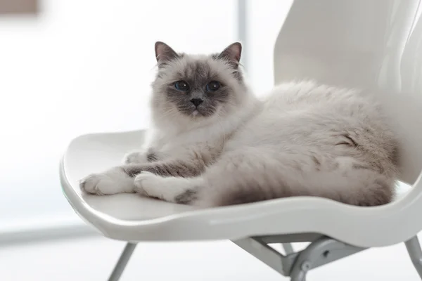 Mooie kat ontspannen op de stoel — Stockfoto