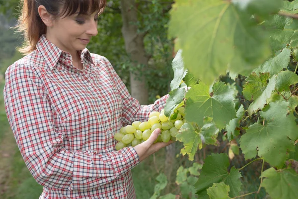 Farmer in the vineyard — Stock Photo, Image