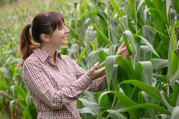Unga jordbrukare kontrollera växter i fältet — Stockfoto