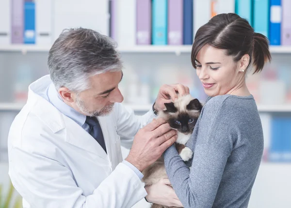 Állatorvos vizsgálja egy macska — Stock Fotó