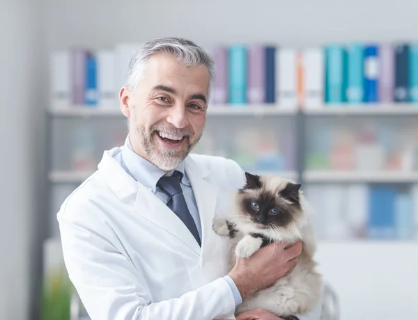 Γάτα στην κτηνιατρική κλινική — Φωτογραφία Αρχείου