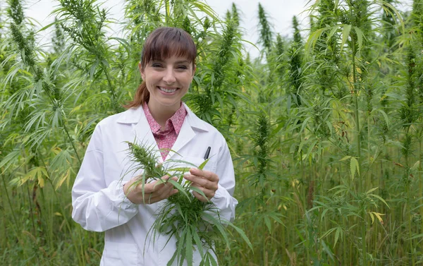 Cientista verificando flores de cânhamo — Fotografia de Stock