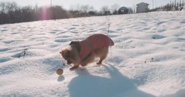 Χαριτωμένο σκυλί Pomeranian παίζει στο χιόνι — Αρχείο Βίντεο