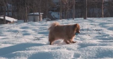 Şirin Pomeranya köpeği sahibiyle karda oynuyor.