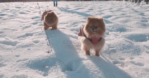 Güzel köpekler palto giyiyor ve karda yürüyor. — Stok video