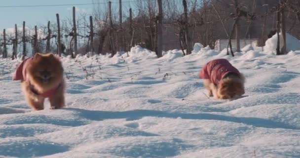 雪の中で遊んでかわいいポメラニア犬 — ストック動画