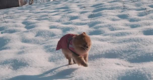 Собаки гуляют по снегу и их хозяин — стоковое видео