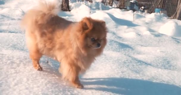 Precioso perro Pomeranian en la nieve — Vídeos de Stock