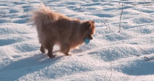 Cute Pomeranian pies gra z piłką w śniegu — Wideo stockowe