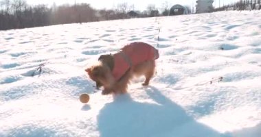 Karda kadın ve şirin Pomeranya köpekleri