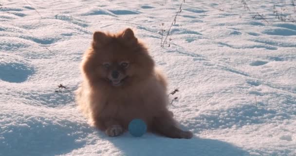 Netter Hund, der mit seinem Besitzer im Schnee spielt — Stockvideo