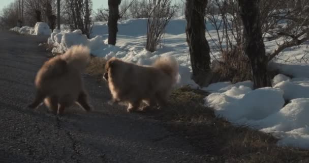 Mooie Pommerse honden die samen spelen op het platteland — Stockvideo