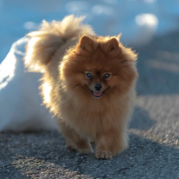 Cão Bonito Pomerânia Andando Fora Dia Ensolarado — Fotografia de Stock