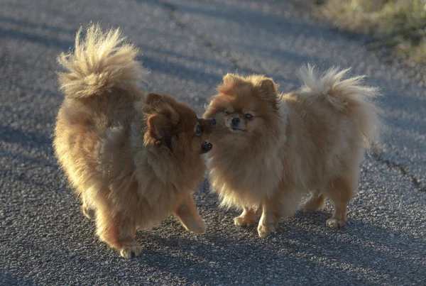 Anjing Pommern Lucu Berjalan Bersama Luar Ruangan Pada Hari Yang — Stok Foto