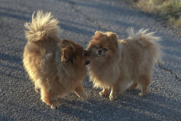 Chiens Poméraniens Mignons Marchant Ensemble Extérieur Par Une Journée Ensoleillée — Photo