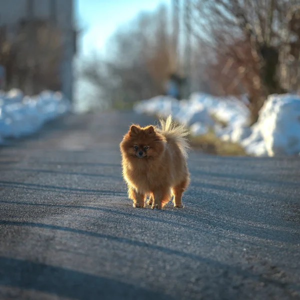 Słodki Puszysty Pies Spacerujący Samotnie Drodze Słoneczny Zimowy Dzień — Zdjęcie stockowe