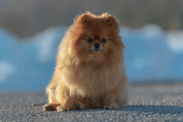Tatlı Pomeranya Köpeği Dışarıda Oturuyor Kameraya Bakıyor — Stok fotoğraf