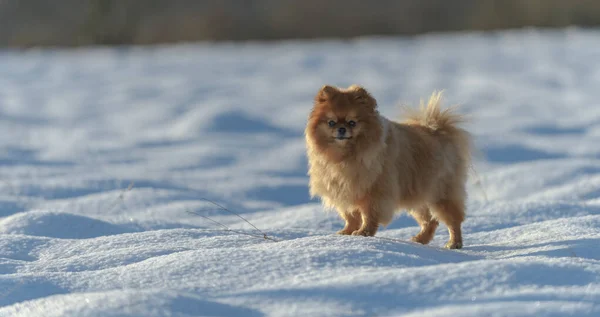 Roztomilý Pomeranian Pes Sněhu Během Slunečného Dne Stojí Dívá Kameru — Stock fotografie