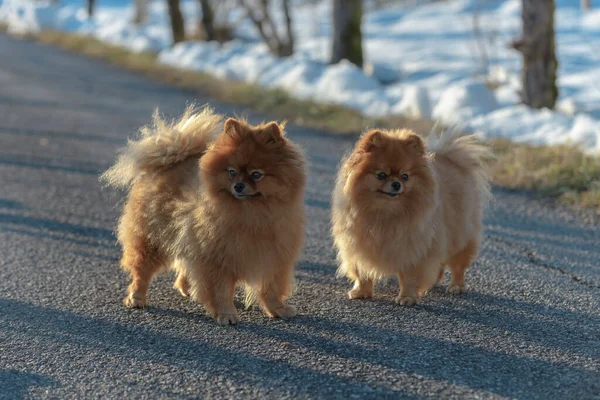 Roztomilé Pomeranian Psi Procházky Spolu Venku Slunečného Dne — Stock fotografie