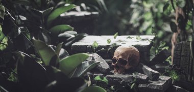 İnsan kafatası ve ormandaki antik kalıntılar, keşif ve macera konsepti