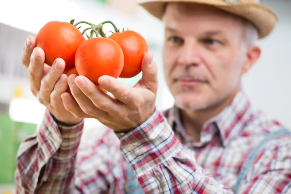 Agricultor detentor de tomates frescos colhidos — Fotografia de Stock