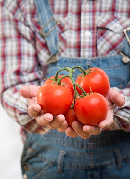 Tomates frescos ecológicos del agricultor —  Fotos de Stock