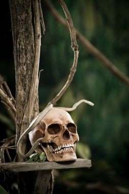 Yılan ile eski yıkık kafatası