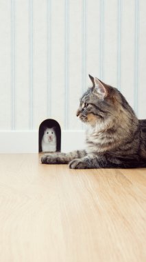 kedi ve fare