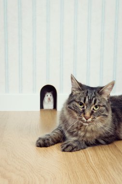 Delikte fare ve kedi