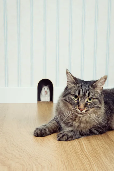Muis in het gat en kat — Stockfoto