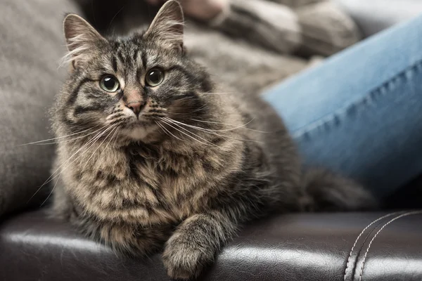 在沙发上只漂亮的猫 — 图库照片