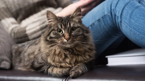 Mujer relajante en sofá con gato —  Fotos de Stock