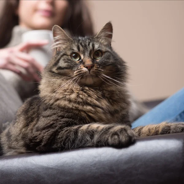 İle onu kedi kanepede yatan kadın — Stok fotoğraf