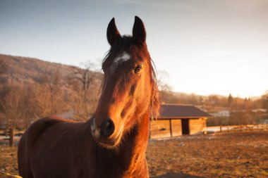 gün batımında otlatma at